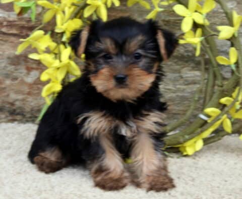 Sonny Yorkie2