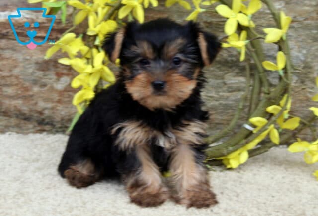 Sonny Yorkie2 image