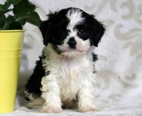 Sweet-faced black and white Cavapoo puppy sitting next to a yellow flower pot, with a fluffy coat and bright eyes against a patterned background.