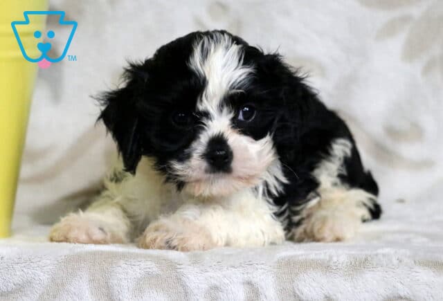 Black and white Cavapoo puppy resting on a soft surface with a cozy, relaxed pose and gentle eyes, next to a yellow planter in the background. image