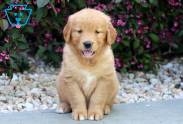 Cheerful Golden Retriever puppy sitting with its tongue out, looking playful and happy in front of pink flowering bushes and white garden stones. image