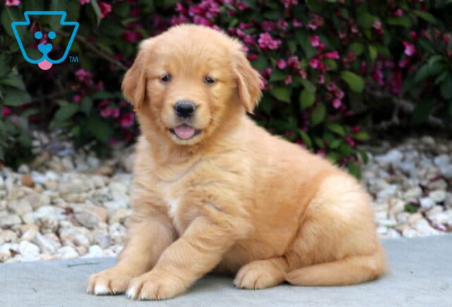Happy Golden Retriever puppy sitting with its mouth slightly open, surrounded by white pebbles and vibrant pink flowers in a garden setting. image