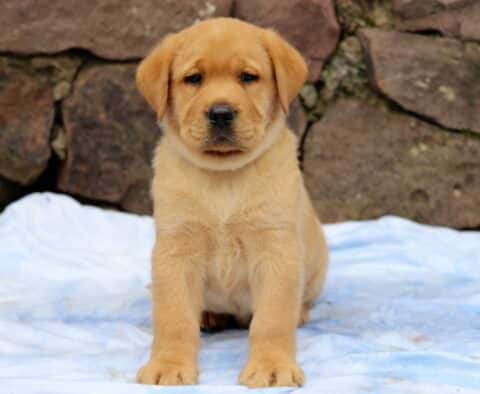Fox Red Labrador puppy with a soft reddish coat sitting on a blue blanket, posing confidently in front of a natural stone wall.