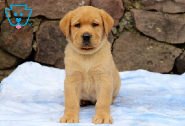 Fox Red Labrador puppy with a soft reddish coat sitting on a blue blanket, posing confidently in front of a natural stone wall. image