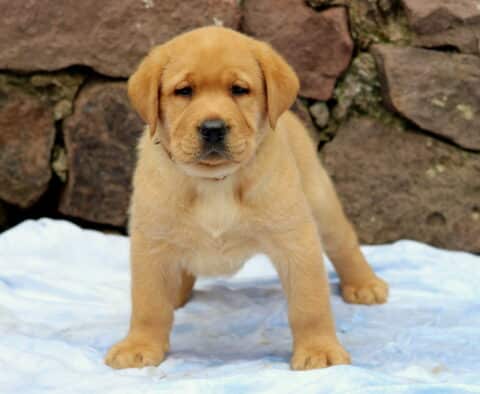 Confident Fox Red Lab puppy standing on a blue blanket, gazing directly at the camera with a strong stance and a rugged stone wall behind.