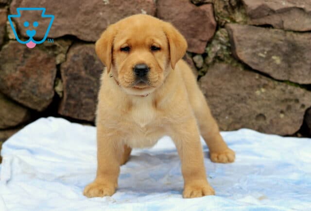Confident Fox Red Lab puppy standing on a blue blanket, gazing directly at the camera with a strong stance and a rugged stone wall behind. image