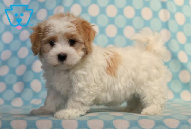 Fluffy white Havanese puppy with light brown ears and facial markings standing on a blue polka dot blanket, looking curiously at the camera. image