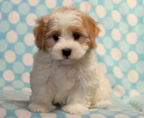 Fluffy Havanese puppy with a white coat and light brown ears sitting on a soft blue polka dot blanket, looking forward with a sweet, calm expression.