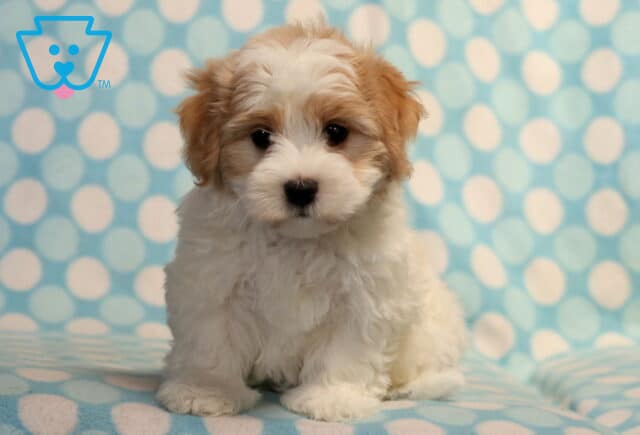 Fluffy Havanese puppy with a white coat and light brown ears sitting on a soft blue polka dot blanket, looking forward with a sweet, calm expression. image