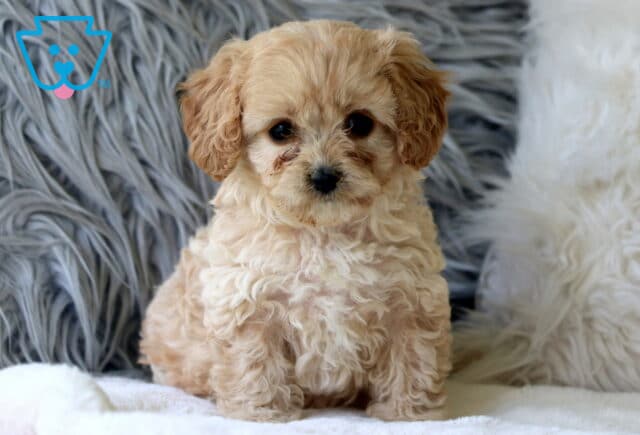 Adorable light cream Cavapoo puppy with curly fur and tan ears, sitting on a white blanket in front of a fluffy gray and white pillow backdrop. image