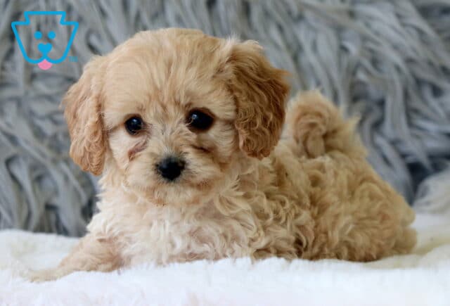 Light tan Cavapoo puppy with soft curly fur and expressive eyes lying on a white blanket in front of a fluffy gray background. image