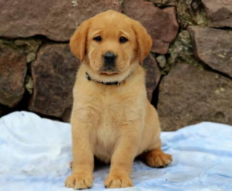 Fox Red Lab puppy sitting calmly on a blue blanket, wearing a black collar, with a stone wall backdrop adding rustic charm to the scene.