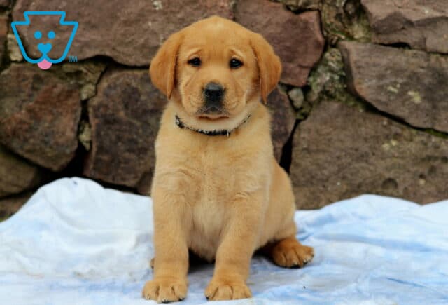 Fox Red Lab puppy sitting calmly on a blue blanket, wearing a black collar, with a stone wall backdrop adding rustic charm to the scene. image