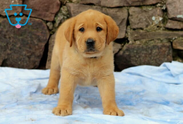 Fox Red Labrador puppy standing confidently on a soft blue blanket with a curious gaze, set against a background of large stacked stones. image