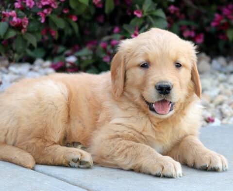 Playful Golden Retriever puppy lying on a concrete surface with its mouth open in a happy expression, surrounded by white pebbles and blooming pink flowers.