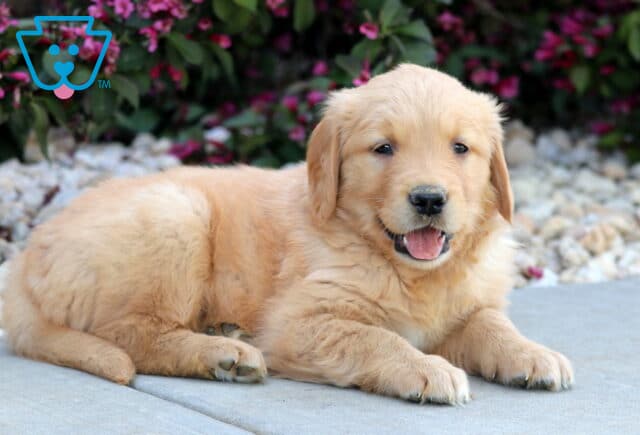 Playful Golden Retriever puppy lying on a concrete surface with its mouth open in a happy expression, surrounded by white pebbles and blooming pink flowers. image