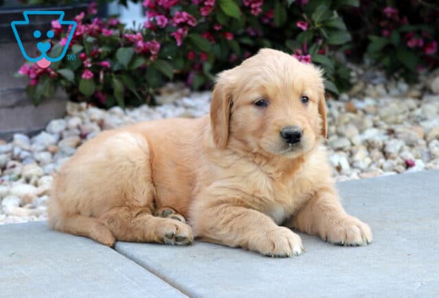 Fluffy Golden Retriever puppy lying down on a patio, looking calm and content, with decorative white stones and blooming magenta flowers in the background. image