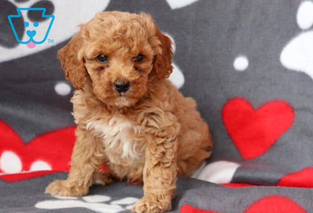 Light red Cockapoo puppy sitting on a soft blanket with red and white hearts, showing off a fluffy coat and adorable round face. image