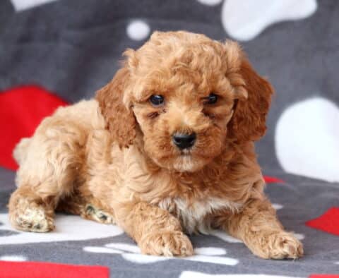 Spot COckapoo2
