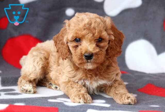 Fluffy cream and apricot Cockapoo puppy lying on a cozy heart-themed blanket, looking softly into the camera with a sweet expression. image