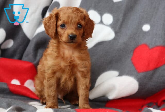 Spunky Cockapoo image