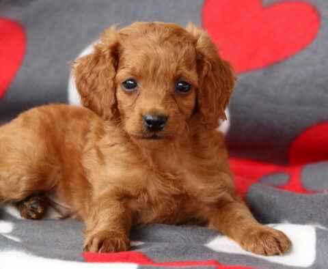 Spunky Cockapoo2