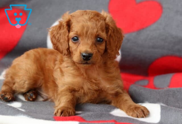 Spunky Cockapoo2 image