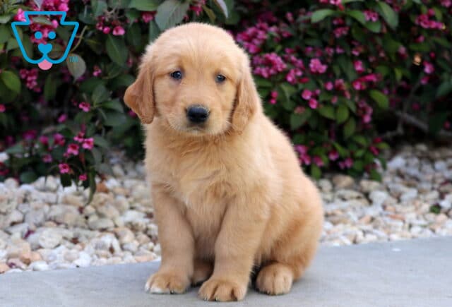Golden Retriever puppy sitting shyly on a stone path, with soft floppy ears and a gentle expression, surrounded by pink flowers and white landscaping rocks. image