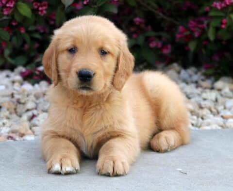 Golden Retriever puppy laying on a smooth surface with its front paws stretched out, posing sweetly in front of bright pink flowers and decorative white stones.