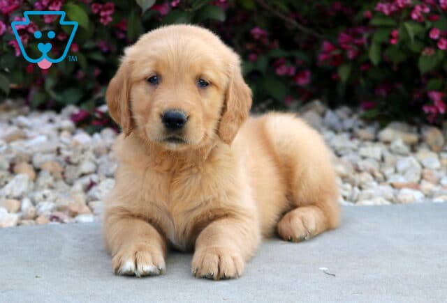 Golden Retriever puppy laying on a smooth surface with its front paws stretched out, posing sweetly in front of bright pink flowers and decorative white stones. image