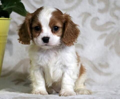 Adorable white and chestnut Cavapoo puppy sitting upright with long floppy ears and a soft coat, posed beside a yellow flower pot on a cozy blanket.