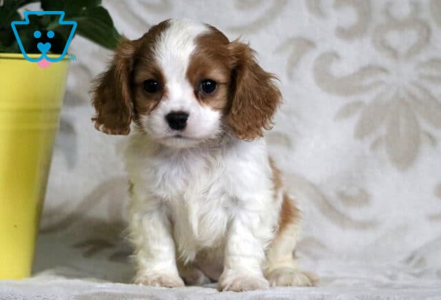 Adorable white and chestnut Cavapoo puppy sitting upright with long floppy ears and a soft coat, posed beside a yellow flower pot on a cozy blanket. image