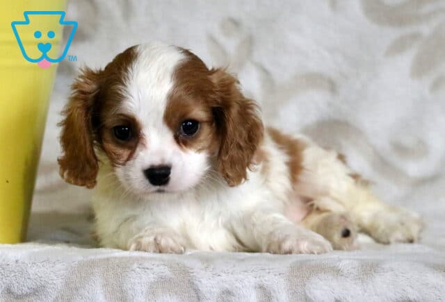 Calm and cuddly white and chestnut Cavapoo puppy lying down near a yellow flower pot, with soft ears and warm eyes gazing at the camera. image