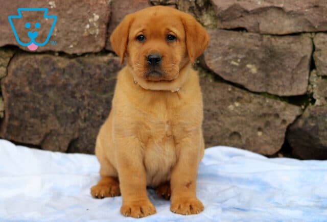 Fox Red Lab puppy sitting attentively on a light blue blanket in a front of a rugged stone wall, showcasing its rich reddish coat and gentle eyes. image