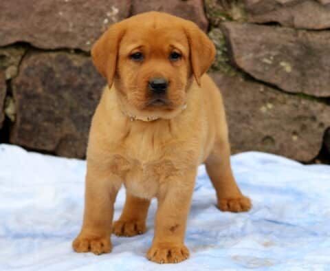 Confident Fox Red Labrador Retriever puppy standing on a pale blue blanket with a focused look, set against a rugged stone wall backdrop.