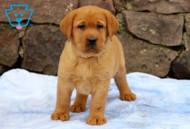 Confident Fox Red Labrador Retriever puppy standing on a pale blue blanket with a focused look, set against a rugged stone wall backdrop. image