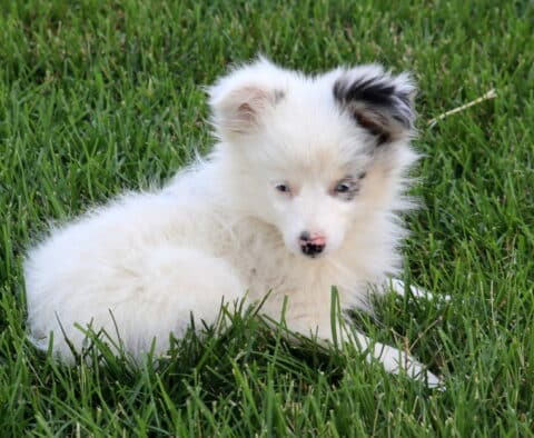 Star Mini Austrlian Shepherd Retake