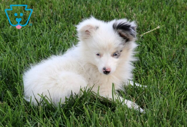 Star Mini Austrlian Shepherd Retake image