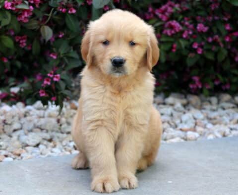 Golden Retriever puppy sitting upright with a gentle, attentive look, surrounded by light landscaping stones and blooming pink flowers in the background.