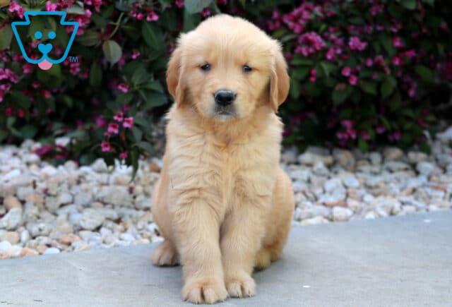 Golden Retriever puppy sitting upright with a gentle, attentive look, surrounded by light landscaping stones and blooming pink flowers in the background. image