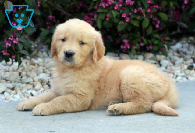 Sweet Golden Retriever puppy resting comfortably on a paved path, with its soft golden coat glowing against a backdrop of white stones and vibrant pink flowers. image