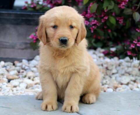 Golden Retriever puppy sitting sweetly in front of a large flower pot and vibrant pink blossoms, with soft golden fur and a calm, observant look.