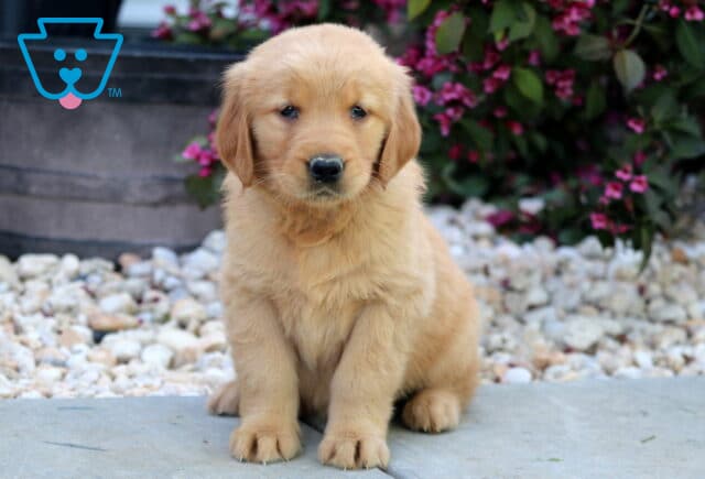 Golden Retriever puppy sitting sweetly in front of a large flower pot and vibrant pink blossoms, with soft golden fur and a calm, observant look. image