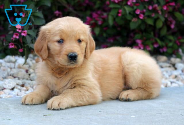 Golden Retriever puppy resting on a stone path with its head turned slightly to the side, surrounded by white decorative rocks and blooming flowers. image