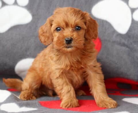 Summer Cockapoo