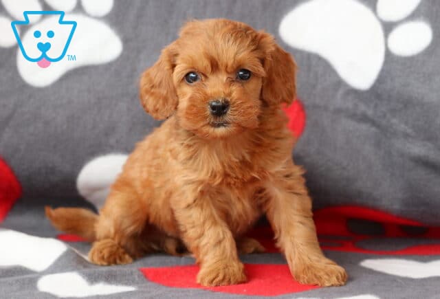 Summer Cockapoo image