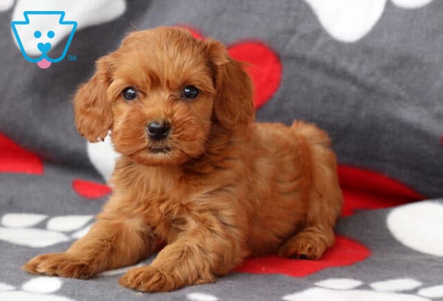Summer Cockapoo2 image