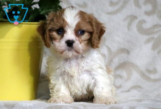 Light brown and white Cavapoo puppy sitting beside a yellow flower pot, with a soft curly coat and soulful eyes gazing at the camera. image