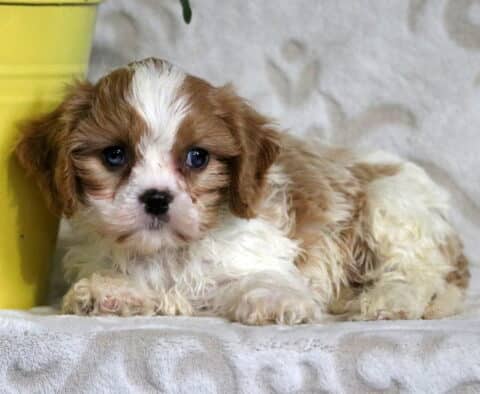 Brown and white Cavapoo puppy lying down beside a yellow flower pot, looking up with wide, expressive eyes and a fluffy, wavy coat.