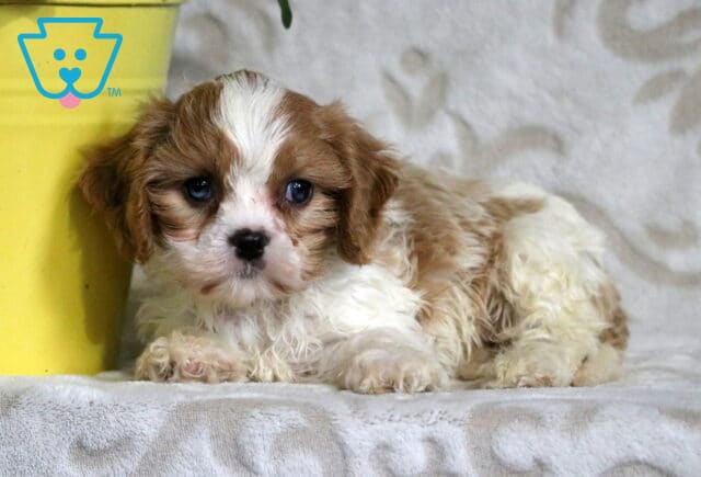 Brown and white Cavapoo puppy lying down beside a yellow flower pot, looking up with wide, expressive eyes and a fluffy, wavy coat. image